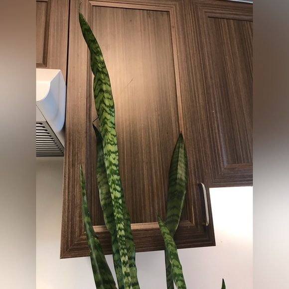 Snake plant - Picture 10 of 13